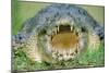 Indo-Pacific Crocodile Mouth Open-null-Mounted Photographic Print