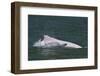 Indo-Pacific humpback dolphins (Sousa chinensis) at surface, Tai O, Lantau Island, Hong Kong, China-Magnus Lundgren / Wild Wonders of China-Framed Photographic Print