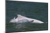 Indo-Pacific humpback dolphins (Sousa chinensis) at surface, Tai O, Lantau Island, Hong Kong, China-Magnus Lundgren / Wild Wonders of China-Mounted Photographic Print