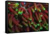 Indo Pacific Sea Anemone, Day Fluorescing, Palau, Rock Islands, Micronesia-Stuart Westmorland-Framed Stretched Canvas