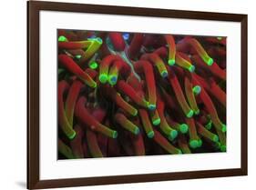 Indo Pacific Sea Anemone, Day Fluorescing, Palau, Rock Islands, Micronesia-Stuart Westmorland-Framed Premium Photographic Print