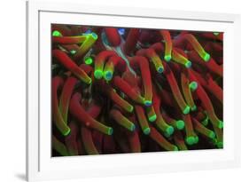 Indo Pacific Sea Anemone, Day Fluorescing, Palau, Rock Islands, Micronesia-Stuart Westmorland-Framed Premium Photographic Print