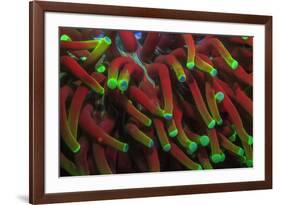 Indo Pacific Sea Anemone, Day Fluorescing, Palau, Rock Islands, Micronesia-Stuart Westmorland-Framed Premium Photographic Print