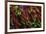 Indo Pacific Sea Anemone, Day Fluorescing, Palau, Rock Islands, Micronesia-Stuart Westmorland-Framed Premium Photographic Print