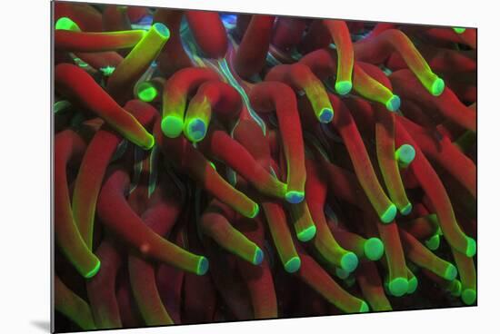 Indo Pacific Sea Anemone, Day Fluorescing, Palau, Rock Islands, Micronesia-Stuart Westmorland-Mounted Premium Photographic Print