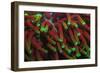 Indo Pacific Sea Anemone, Day Fluorescing, Palau, Rock Islands, Micronesia-Stuart Westmorland-Framed Photographic Print