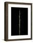 Indocalamus Latifolius (Bamboo) - Shoot-Paul Starosta-Framed Photographic Print