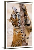 Indochinese Tiger or Corbett's Tiger, Thailand-Peter Adams-Framed Premium Photographic Print