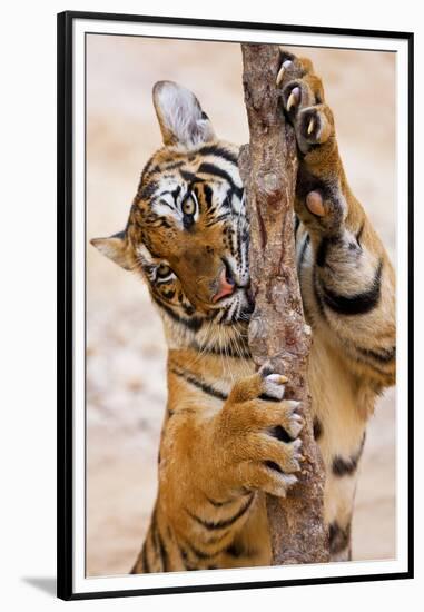 Indochinese Tiger or Corbett's Tiger, Thailand-Peter Adams-Framed Premium Photographic Print