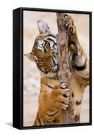 Indochinese Tiger or Corbett's Tiger, Thailand-Peter Adams-Framed Stretched Canvas