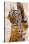 Indochinese Tiger or Corbett's Tiger, Thailand-Peter Adams-Stretched Canvas