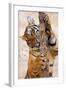 Indochinese Tiger or Corbett's Tiger, Thailand-Peter Adams-Framed Photographic Print