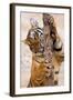 Indochinese Tiger or Corbett's Tiger, Thailand-Peter Adams-Framed Photographic Print