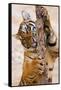 Indochinese Tiger or Corbett's Tiger, Thailand-Peter Adams-Framed Stretched Canvas