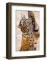 Indochinese Tiger or Corbett's Tiger, Thailand-Peter Adams-Framed Photographic Print