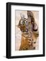 Indochinese Tiger or Corbett's Tiger, Thailand-Peter Adams-Framed Photographic Print