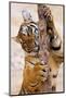 Indochinese Tiger or Corbett's Tiger, Thailand-Peter Adams-Mounted Photographic Print