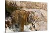 Indochinese Tiger or Corbett's Tiger, Thailand-Peter Adams-Stretched Canvas