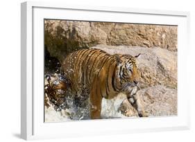 Indochinese Tiger or Corbett's Tiger, Thailand-Peter Adams-Framed Photographic Print