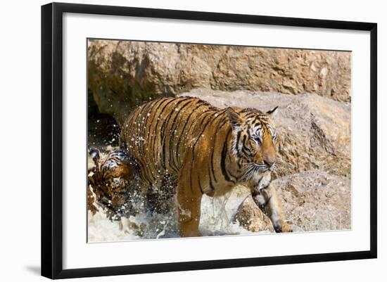 Indochinese Tiger or Corbett's Tiger, Thailand-Peter Adams-Framed Photographic Print