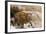 Indochinese Tiger or Corbett's Tiger, Thailand-Peter Adams-Framed Photographic Print