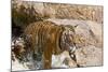 Indochinese Tiger or Corbett's Tiger, Thailand-Peter Adams-Mounted Photographic Print