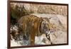 Indochinese Tiger or Corbett's Tiger, Thailand-Peter Adams-Framed Photographic Print