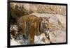 Indochinese Tiger or Corbett's Tiger, Thailand-Peter Adams-Framed Photographic Print