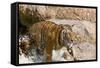 Indochinese Tiger or Corbett's Tiger, Thailand-Peter Adams-Framed Stretched Canvas