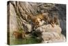 Indochinese Tiger or Corbett's Tiger, Thailand-Peter Adams-Stretched Canvas