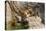 Indochinese Tiger or Corbett's Tiger, Thailand-Peter Adams-Stretched Canvas