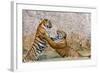 Indochinese Tiger or Corbett's Tiger, Thailand-Peter Adams-Framed Photographic Print