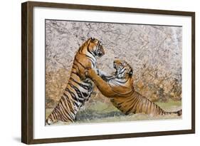 Indochinese Tiger or Corbett's Tiger, Thailand-Peter Adams-Framed Photographic Print