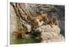 Indochinese Tiger or Corbett's Tiger, Thailand-Peter Adams-Framed Photographic Print