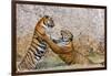 Indochinese Tiger or Corbett's Tiger, Thailand-Peter Adams-Framed Photographic Print