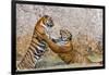 Indochinese Tiger or Corbett's Tiger, Thailand-Peter Adams-Framed Photographic Print