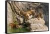 Indochinese Tiger or Corbett's Tiger, Thailand-Peter Adams-Framed Stretched Canvas