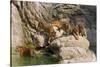 Indochinese Tiger or Corbett's Tiger, Thailand-Peter Adams-Stretched Canvas