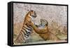 Indochinese Tiger or Corbett's Tiger, Thailand-Peter Adams-Framed Stretched Canvas