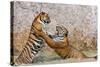 Indochinese Tiger or Corbett's Tiger, Thailand-Peter Adams-Stretched Canvas