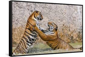 Indochinese Tiger or Corbett's Tiger, Thailand-Peter Adams-Framed Stretched Canvas