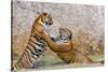 Indochinese Tiger or Corbett's Tiger, Thailand-Peter Adams-Stretched Canvas