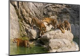 Indochinese Tiger or Corbett's Tiger, Thailand-Peter Adams-Mounted Photographic Print