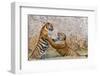 Indochinese Tiger or Corbett's Tiger, Thailand-Peter Adams-Framed Photographic Print