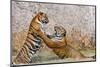 Indochinese Tiger or Corbett's Tiger, Thailand-Peter Adams-Mounted Photographic Print