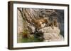 Indochinese Tiger or Corbett's Tiger, Thailand-Peter Adams-Framed Photographic Print