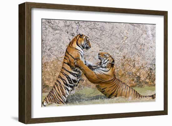 Indochinese Tiger or Corbett's Tiger, Thailand-Peter Adams-Framed Photographic Print