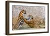 Indochinese Tiger or Corbett's Tiger, Thailand-Peter Adams-Framed Photographic Print