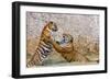Indochinese Tiger or Corbett's Tiger, Thailand-Peter Adams-Framed Photographic Print