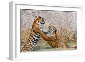 Indochinese Tiger or Corbett's Tiger, Thailand-Peter Adams-Framed Photographic Print